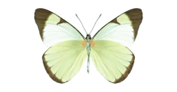 Farfalla logo
