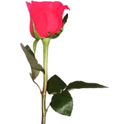 ASAMA Perfumes logo