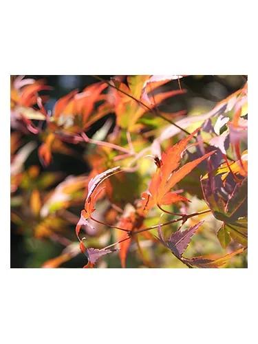 Autumn — Bud Parfums