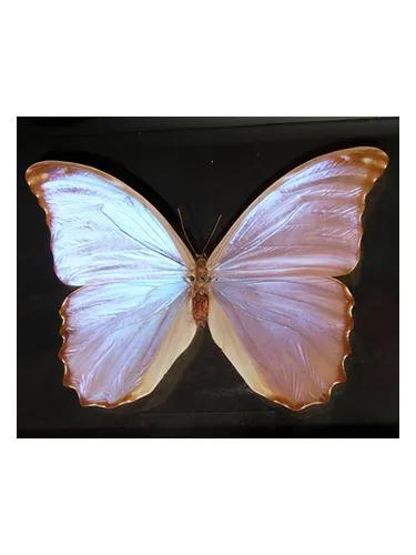 Butterfly — Bud Parfums