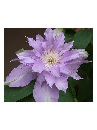 Fleur De Lilac — Bud Parfums