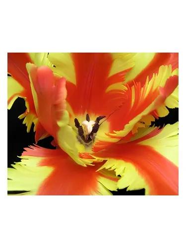 Jezebel — Bud Parfums