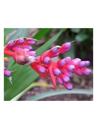 Sophia — Bud Parfums