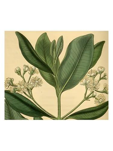 Bay Rum — Olympic Orchids Artisan Perfumes