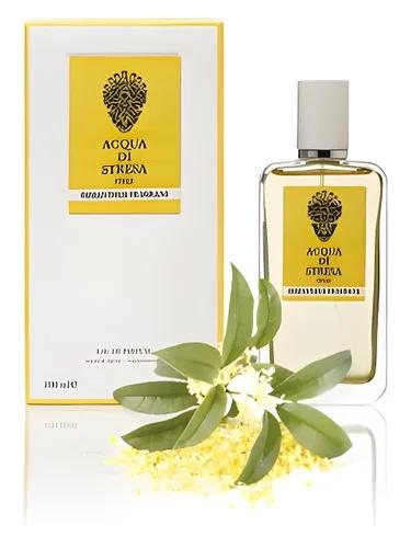 Osmanthus Fragrans — Acqua Di Stresa