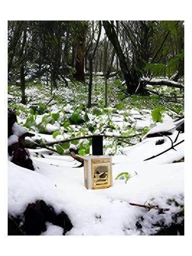 Snowmint Mallow — Solstice Scents