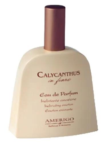 Calycanthus In Fiore — Amerigo