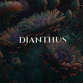 Dianthus — Deconstructing Eden