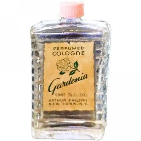 Gardenia — Arthur Philippi
