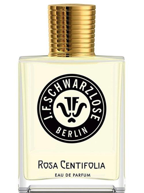 Rosa Centifolia — J.F. Schwarzlose