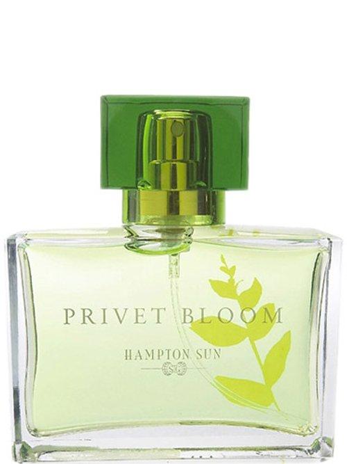 Privet Bloom — Hampton Sun