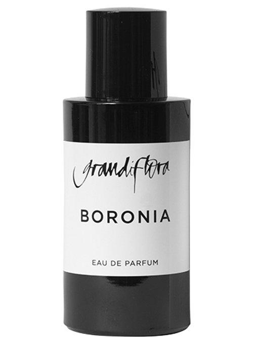 Boronia — Grandiflora